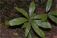 Actinodaphne angustifolia